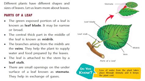 why leaves are known as food factory